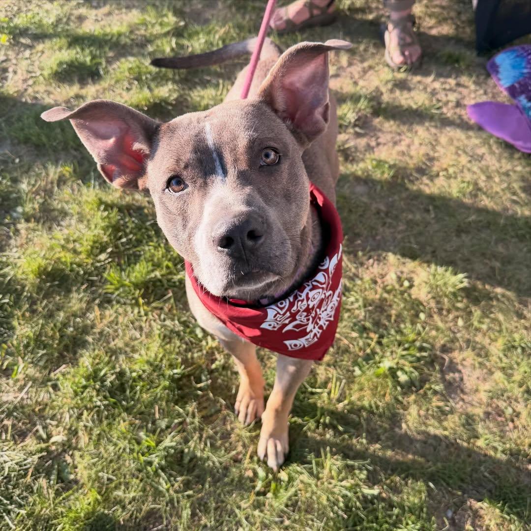 Michael, an adopted Pit Bull Terrier in Detroit, MI image 2/5
