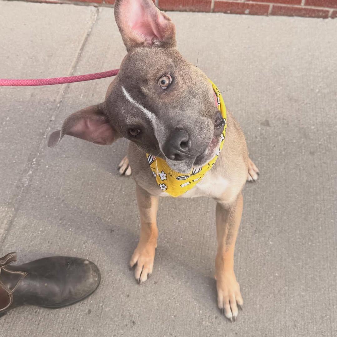 Michael, adopted, Young Male Pit Bull Terrier.