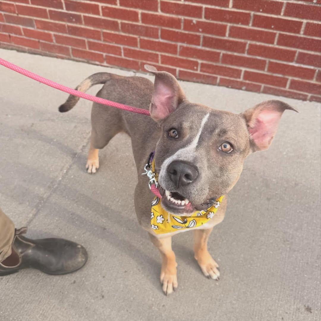 Michael, an adopted Pit Bull Terrier in Detroit, MI image 5/5