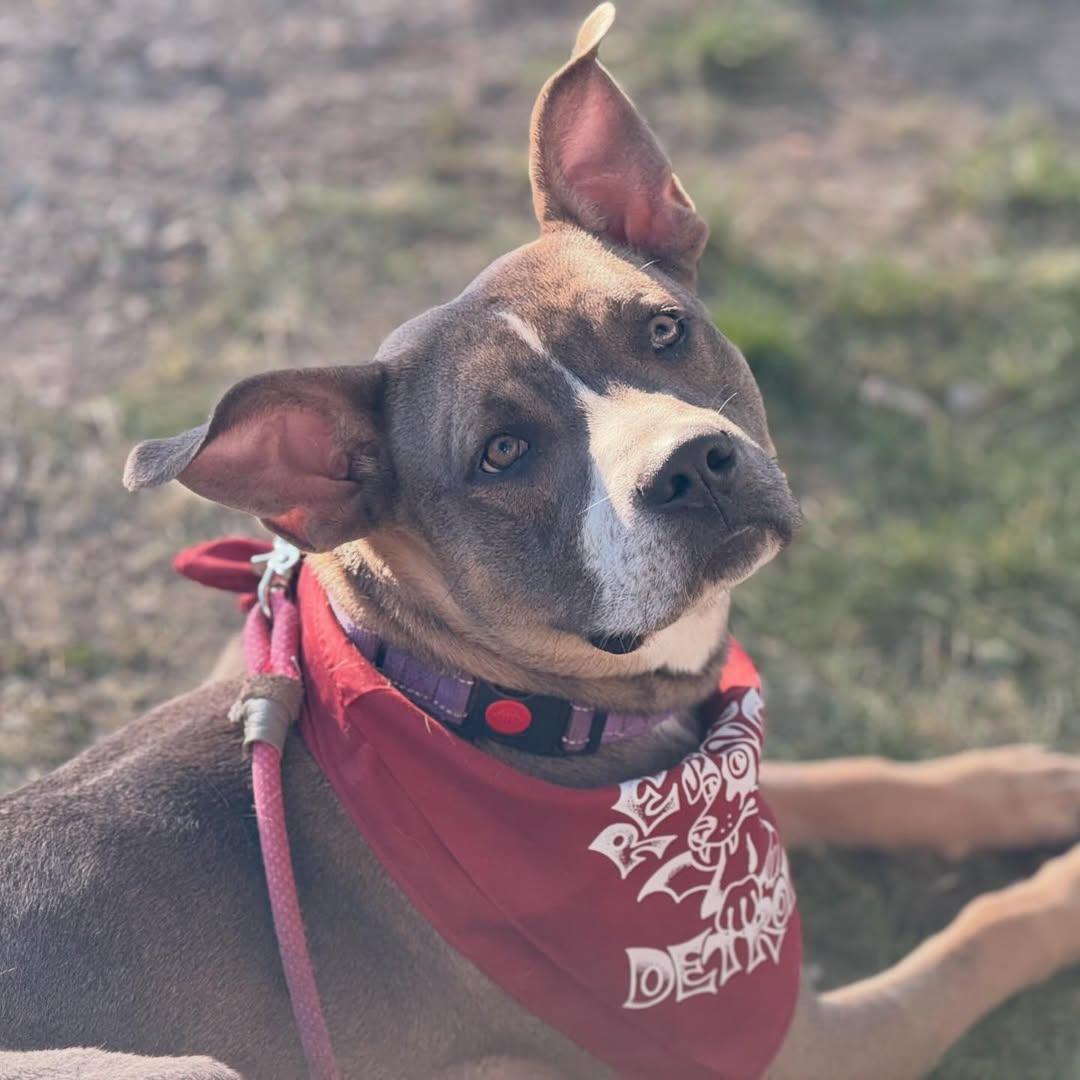 Michael, an adopted Pit Bull Terrier in Detroit, MI image 4/5