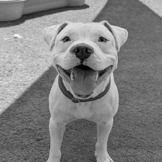 Snow A1365018, Adoptable, Adult Male American Bulldog.