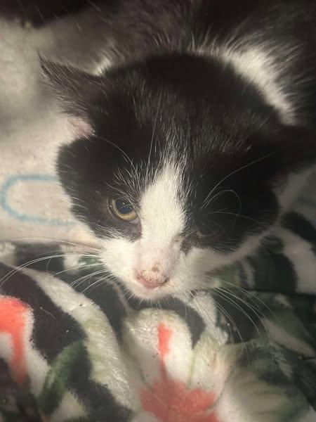 Oreo, Adopted, Kitten Male Domestic Short Hair.