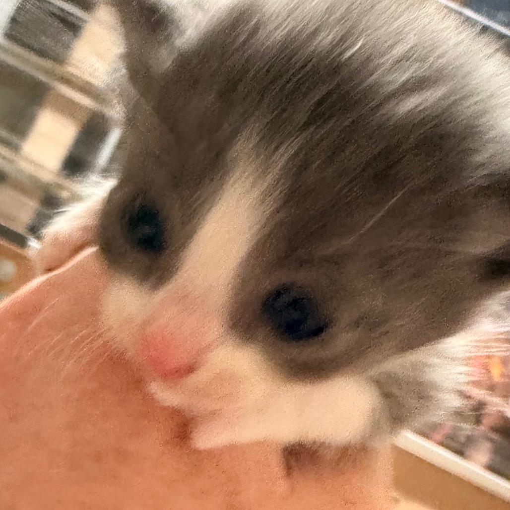 Mica, Adoptable, Kitten Male Domestic Short Hair.