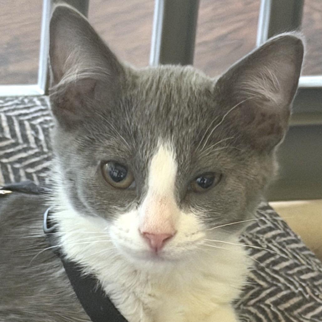 Mica, Adoptable, Kitten Male Domestic Short Hair.