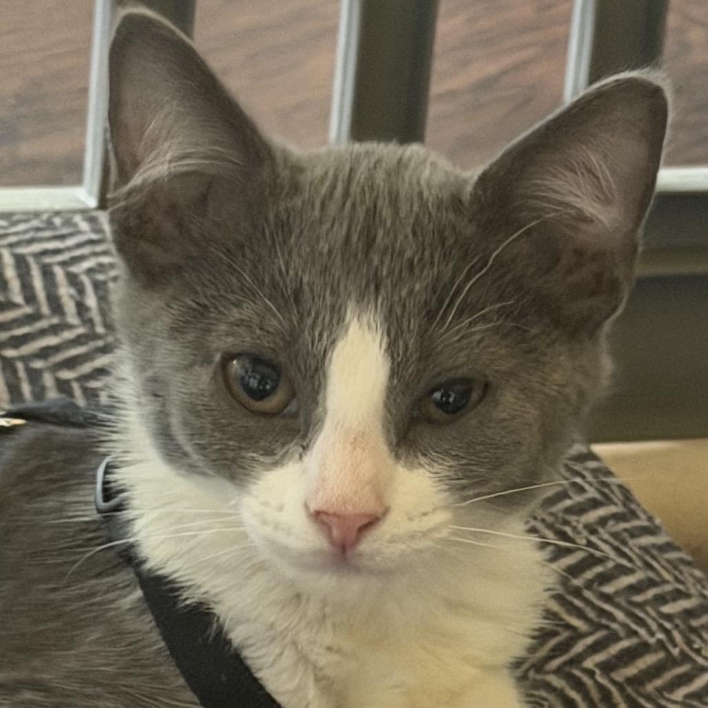 Enlarge Mica, a Adoptable Domestic Short Hair in Huntsville, AL image 2/3