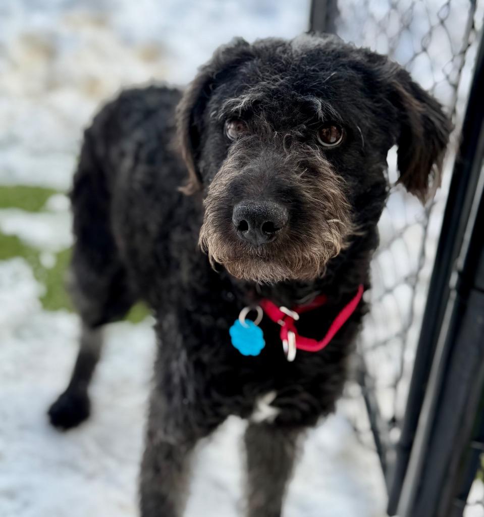 Enlarge Elroy, a Adoptable mixed breed in Columbia, IL image 1/6