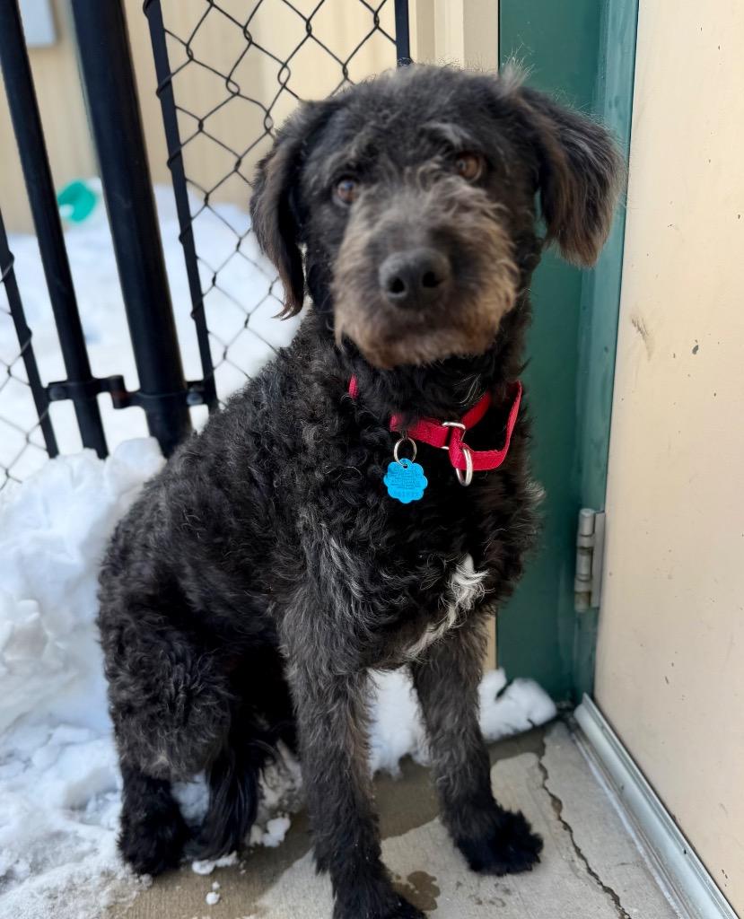 Enlarge Elroy, a Adoptable mixed breed in Columbia, IL image 3/6