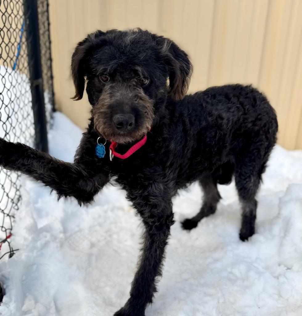 Enlarge Elroy, a Adoptable mixed breed in Columbia, IL image 5/6