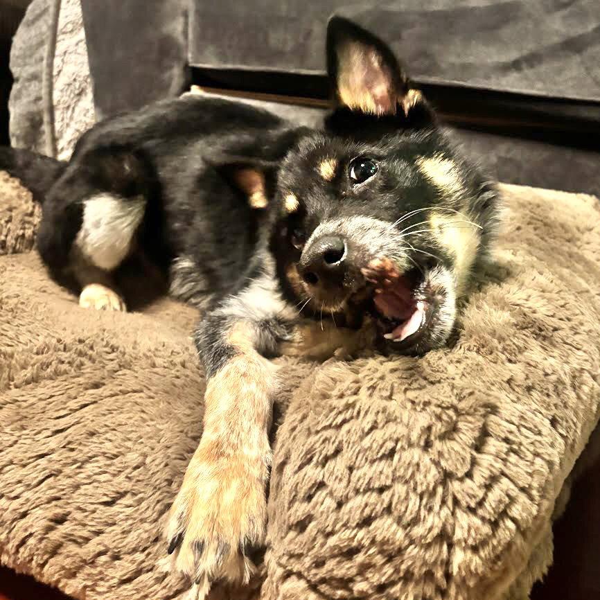 Enlarge Noah, a Adopted Australian Cattle Dog / Blue Heeler in Oakland, CA image 1/3
