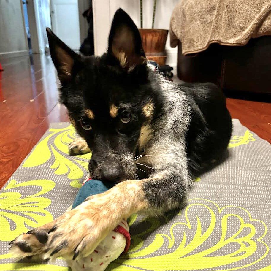 Enlarge Noah, a Adopted Australian Cattle Dog / Blue Heeler in Oakland, CA image 2/3