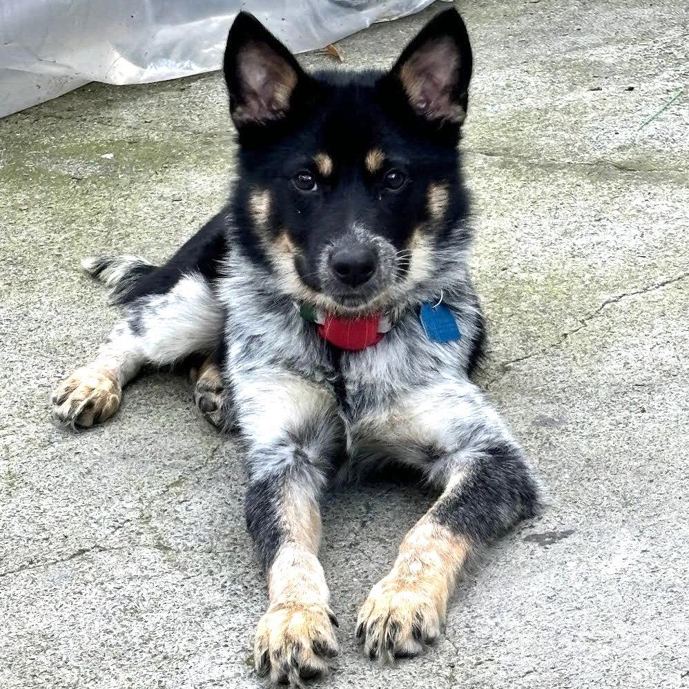 Enlarge Noah, a Adopted Australian Cattle Dog / Blue Heeler in Oakland, CA image 3/3