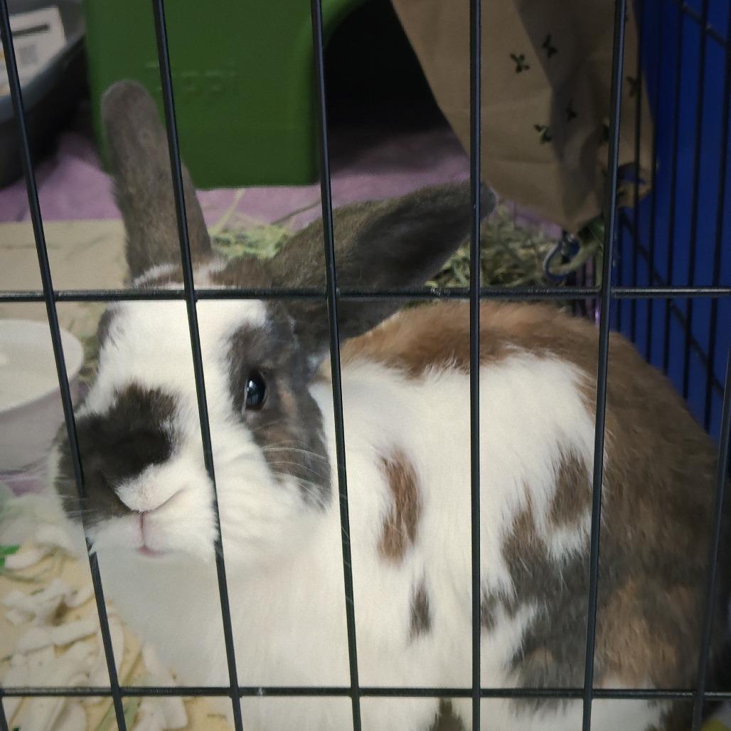Papa Bun photo