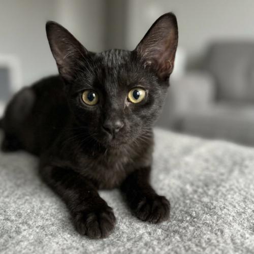 Enlarge Skittles, a Adoptable Domestic Short Hair in Coachella, CA image 1/1