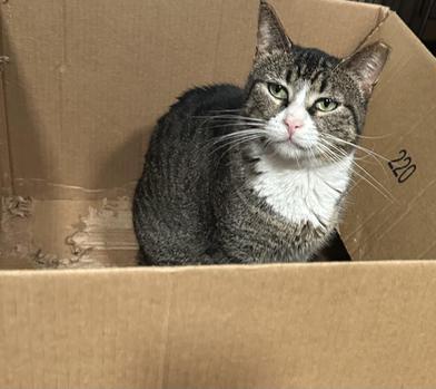 Enlarge Luna, a Adoptable mixed breed in AKRON, OH image 4/6