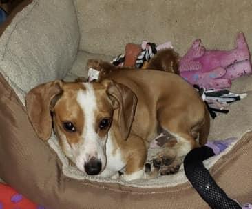 DRUT UTAH MILO, Adopted, Young Male Dachshund.