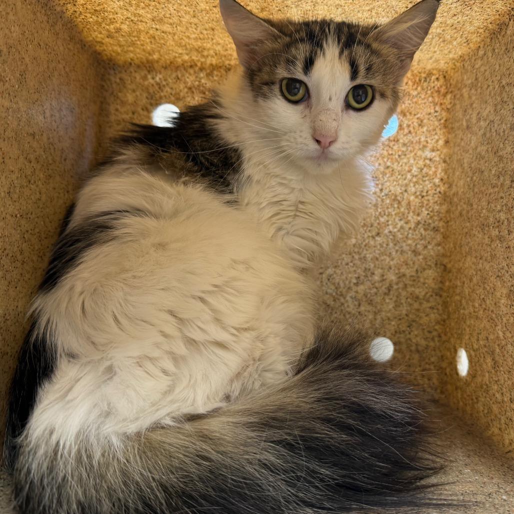Alice, Adoptable, Adult Female Domestic Medium Hair.