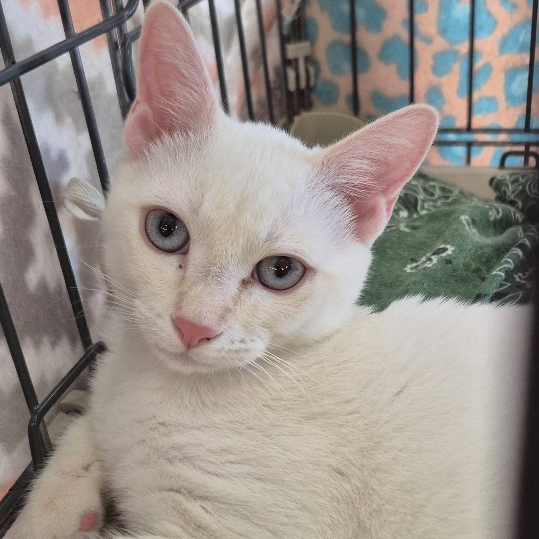 Joey, ADOPTABLE, Kitten Male Domestic Short Hair & Siamese.