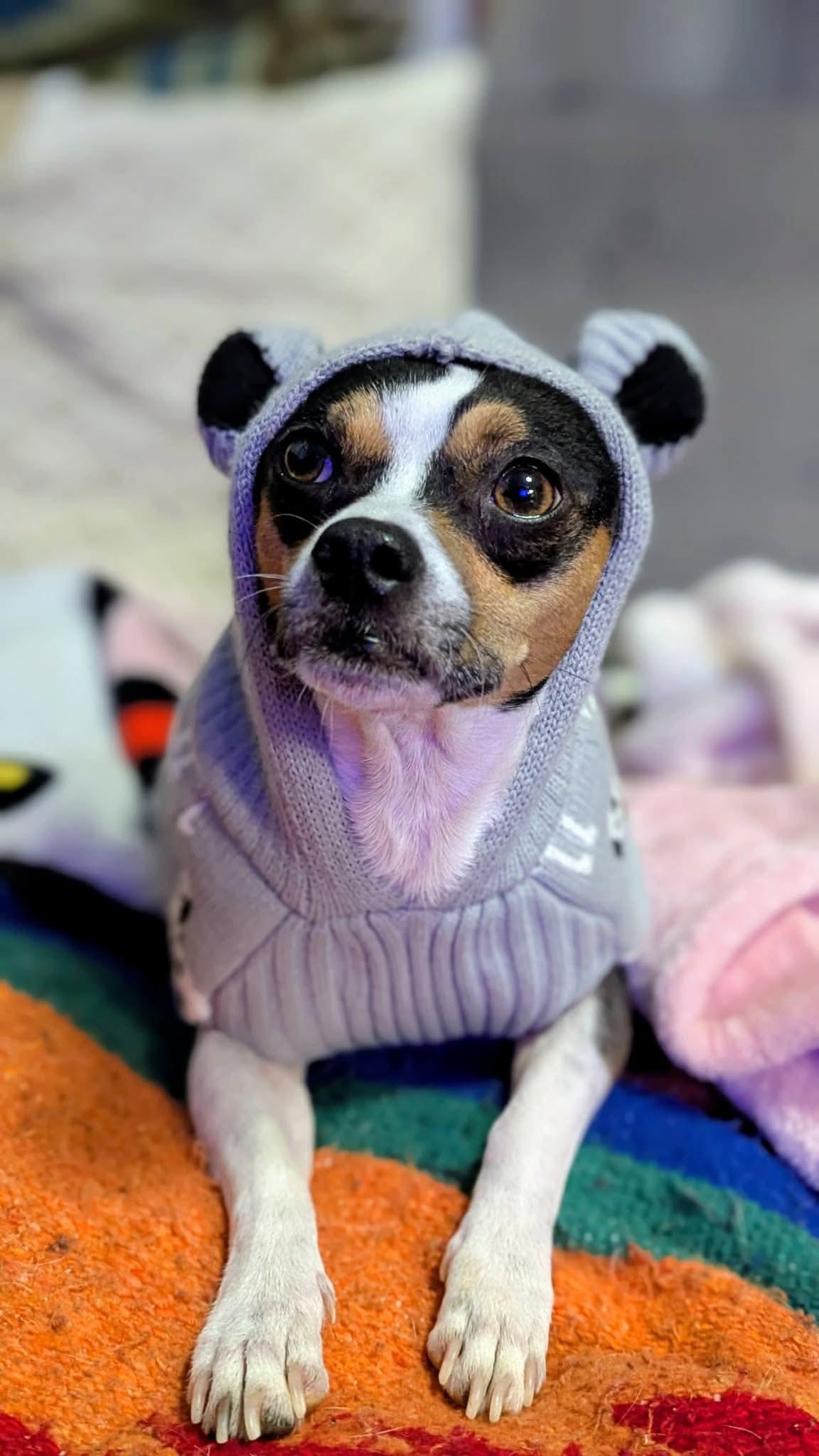 Enlarge Queso, a ADOPTABLE mixed breed in St Catharines, ON image 4/6