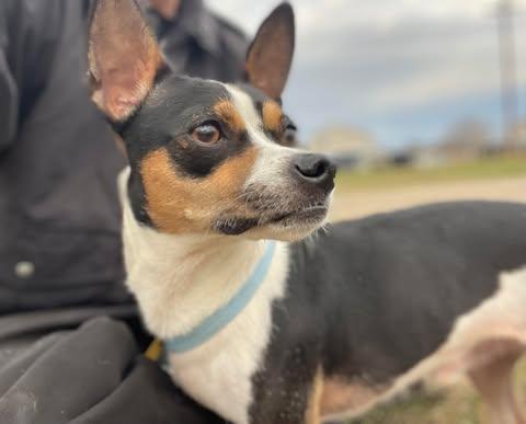 Queso, ADOPTABLE, Adult Male Rat Terrier.