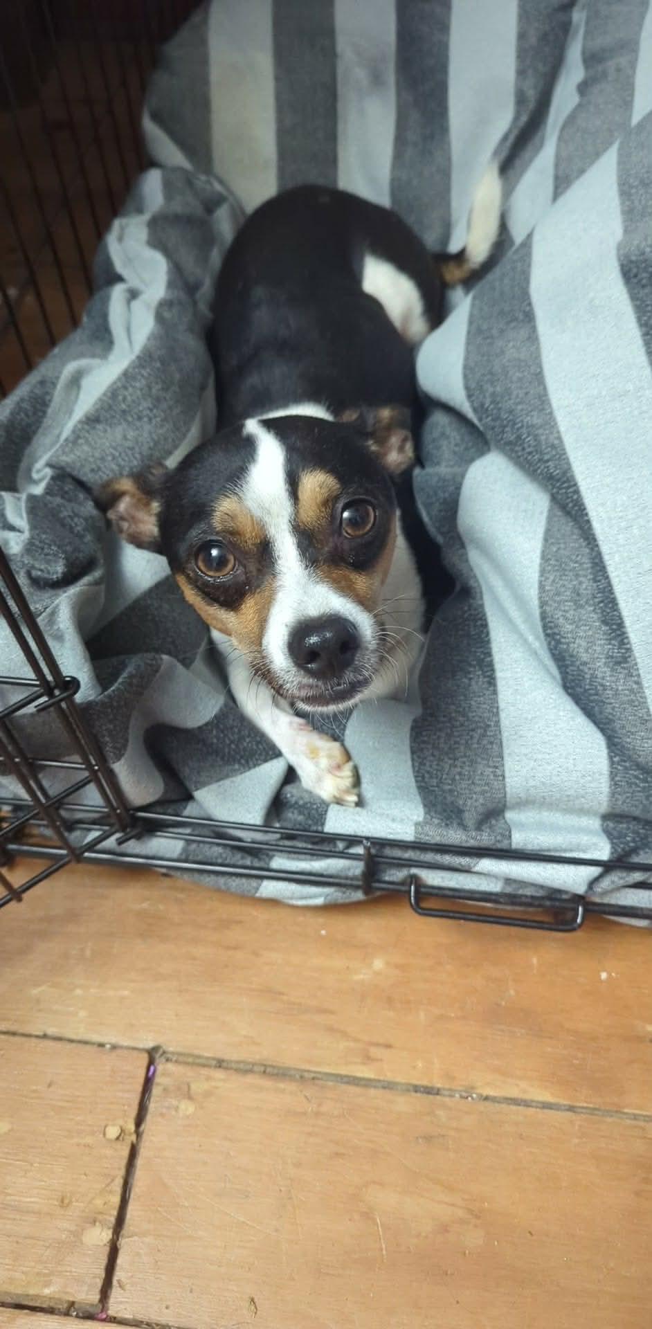 Enlarge Queso, a ADOPTABLE mixed breed in St Catharines, ON image 6/6