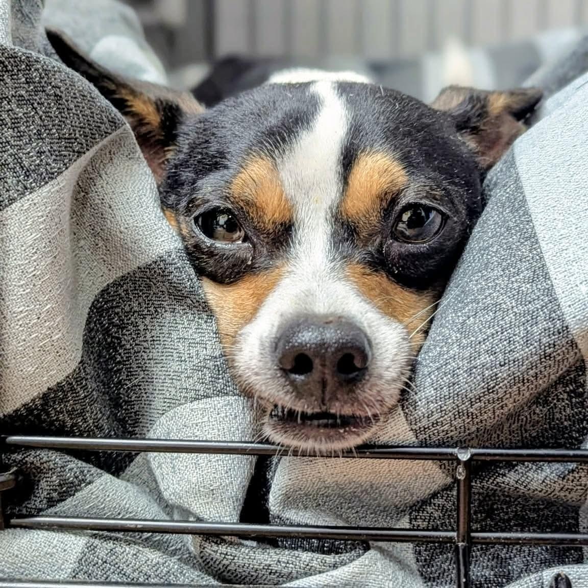Enlarge Queso, a ADOPTABLE mixed breed in St Catharines, ON image 3/6