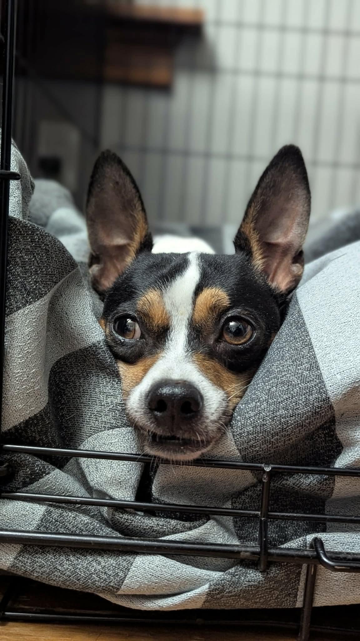 Enlarge Queso, a ADOPTABLE mixed breed in St Catharines, ON image 5/6