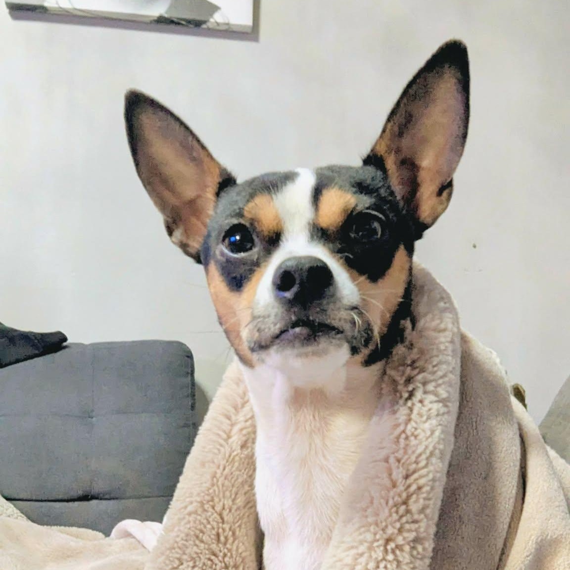 Enlarge Queso, a ADOPTABLE mixed breed in St Catharines, ON image 2/6