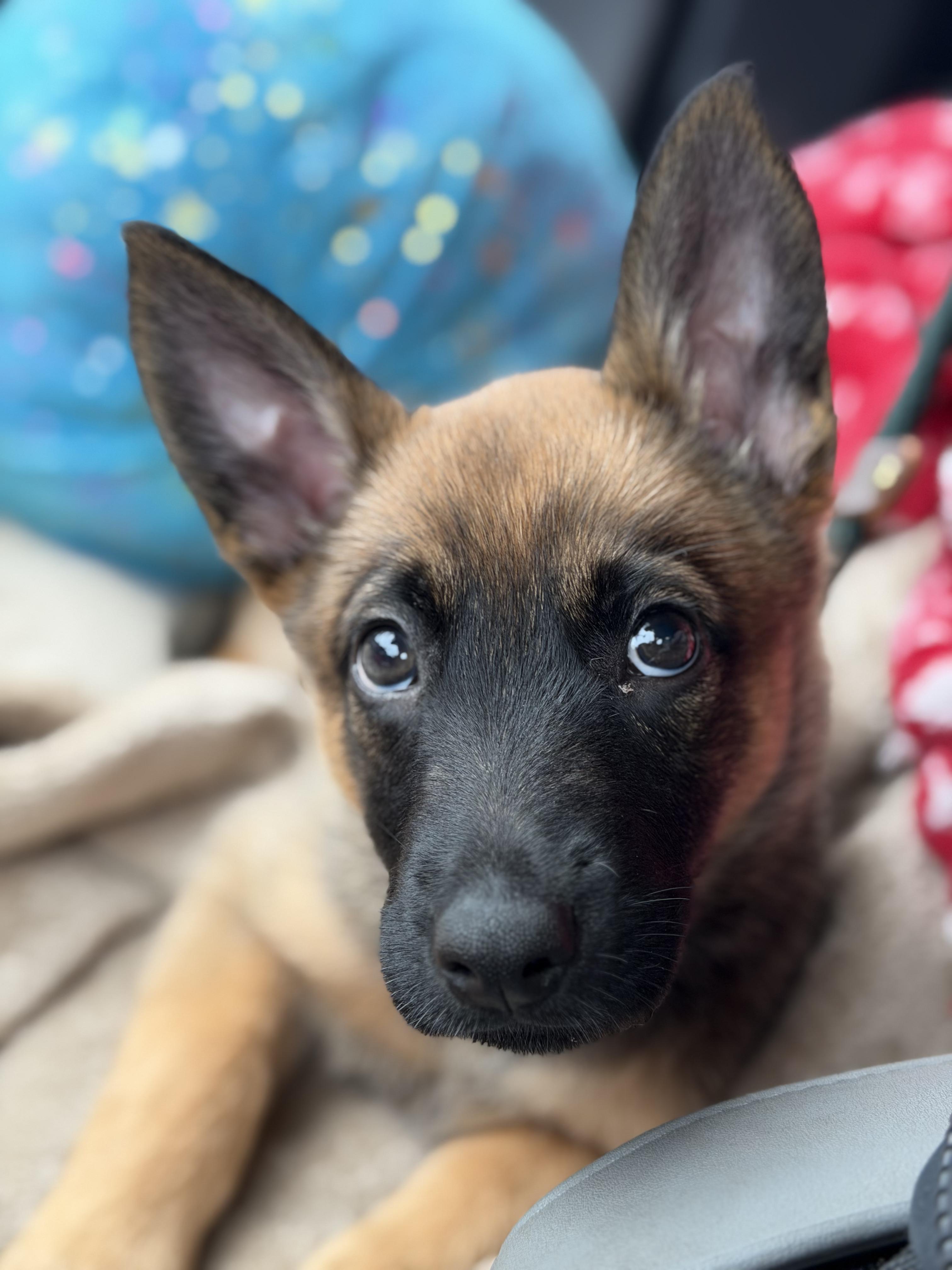 Chili, an adopted mixed breed in Roseville, CA image 2/5