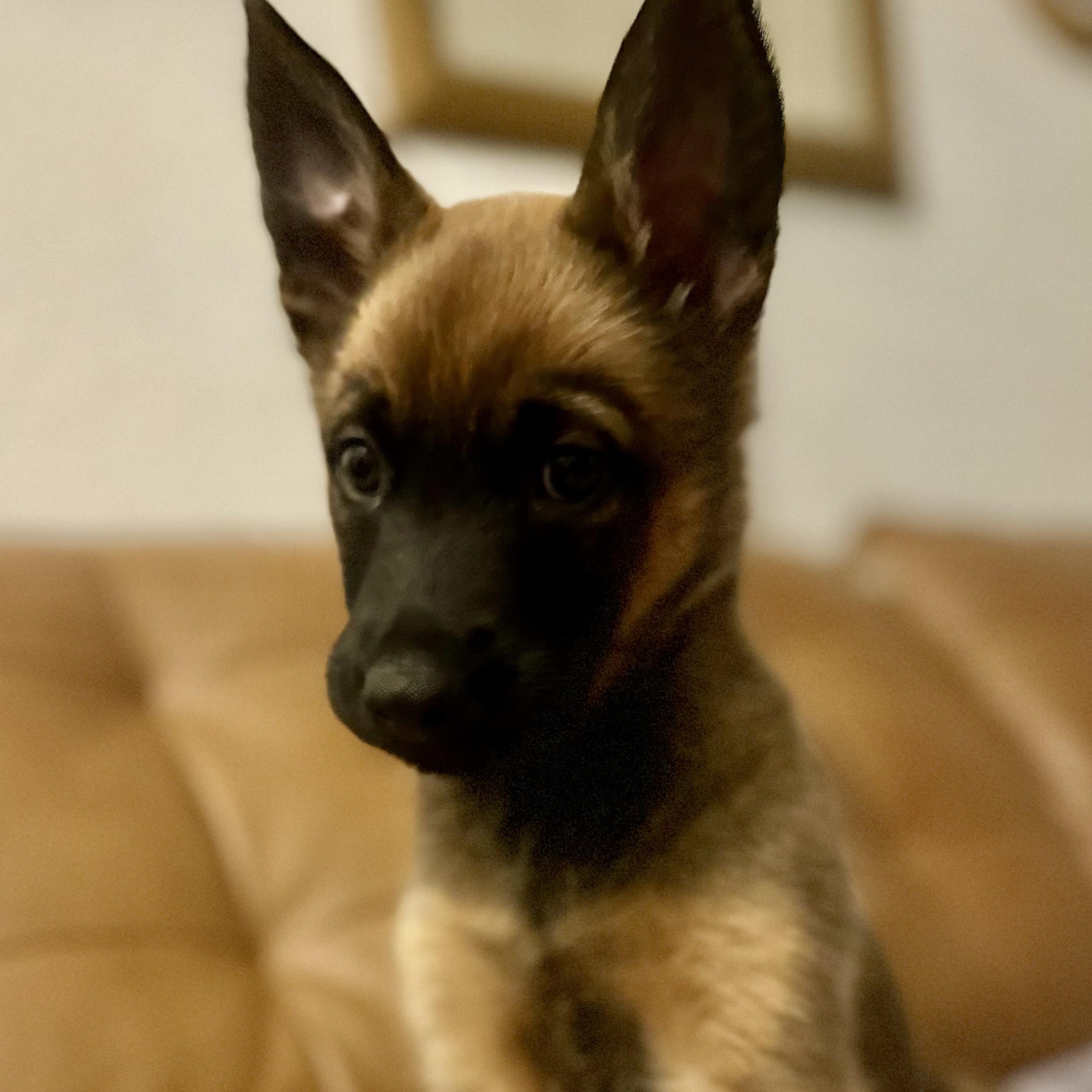 Chili, an adopted mixed breed in Roseville, CA image 3/5