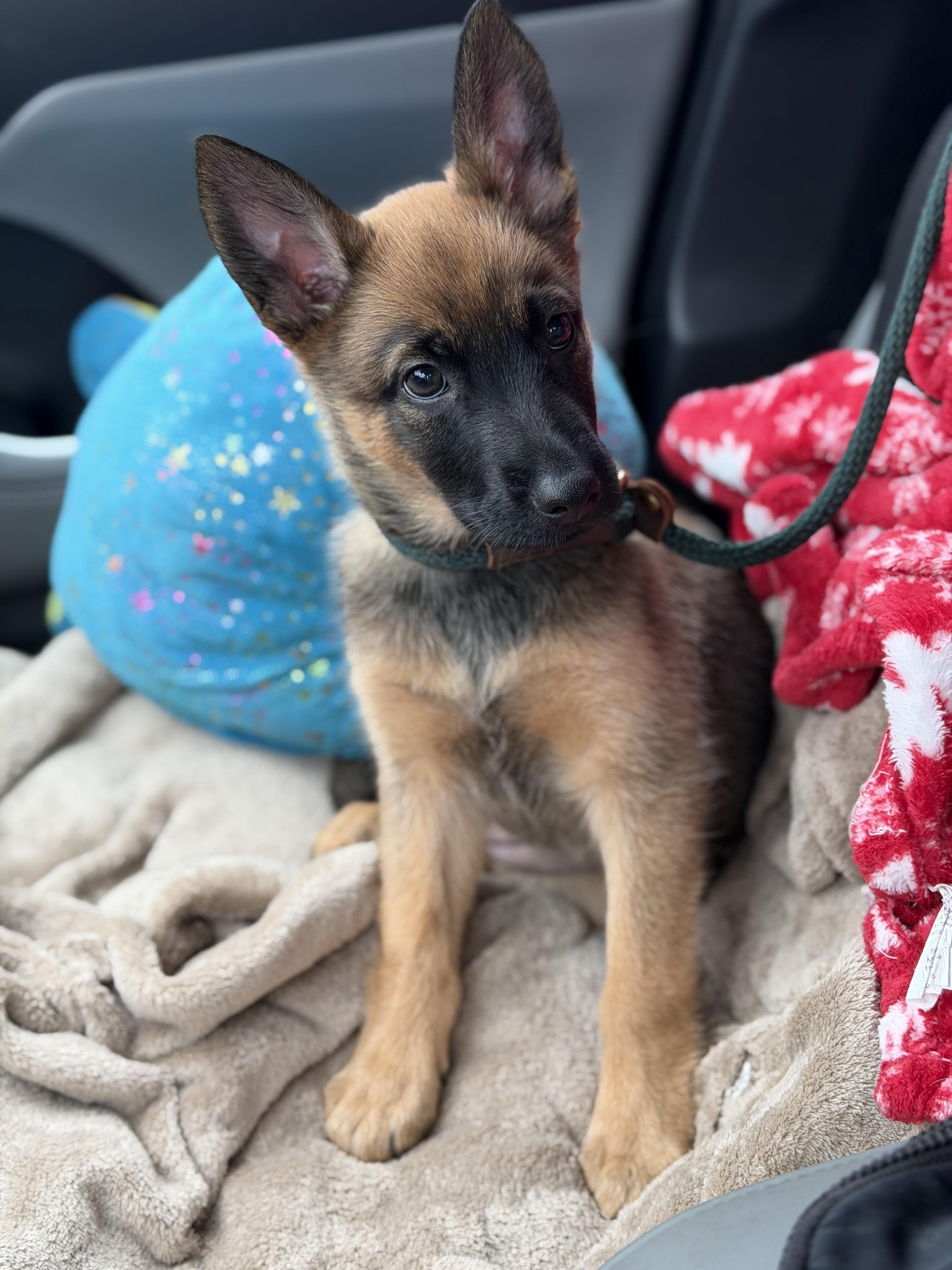 Chili, an adopted mixed breed in Roseville, CA image 4/5