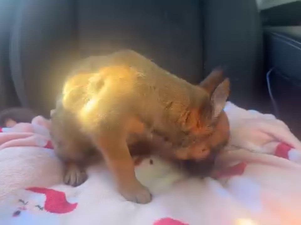 Enlarge Chili, an adopted mixed breed in Roseville, CA video 5/5