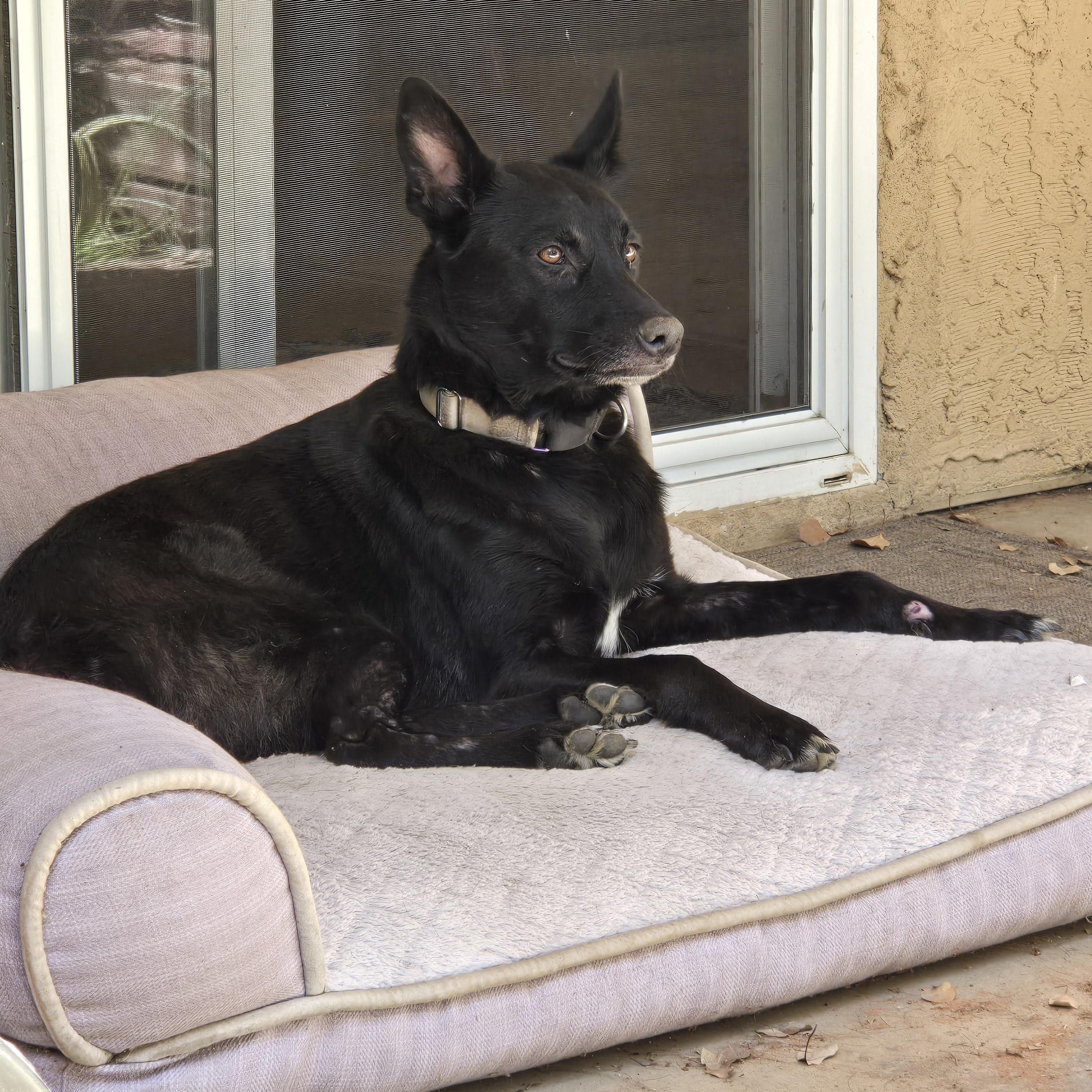 Rizzo (Owner Assist), Adoptable, Adult Female Belgian Shepherd / Laekenois & Lancashire Heeler.