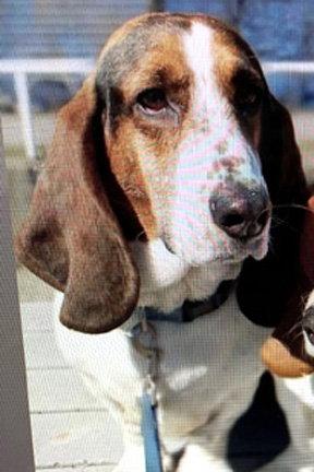 ROMEO, Adopted, Senior Male Basset Hound.