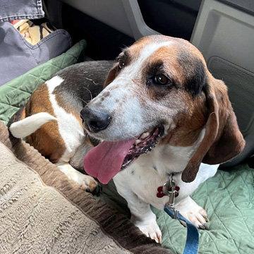 Enlarge ROMEO, a Adopted Basset Hound in Mays Landing, NJ image 3/3