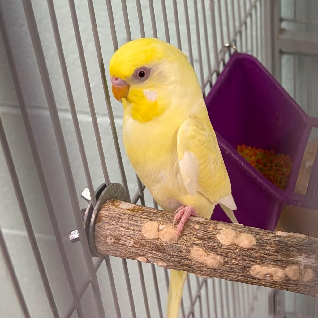 Moon, Adoptable, Adult Female Parakeet (Other).