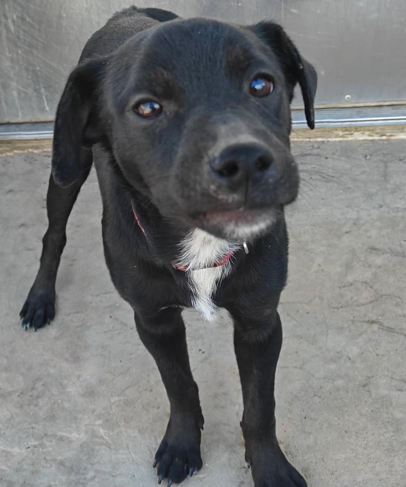 Enlarge Sally, a Adoptable mixed breed in Ellis Grove, IL image 4/4