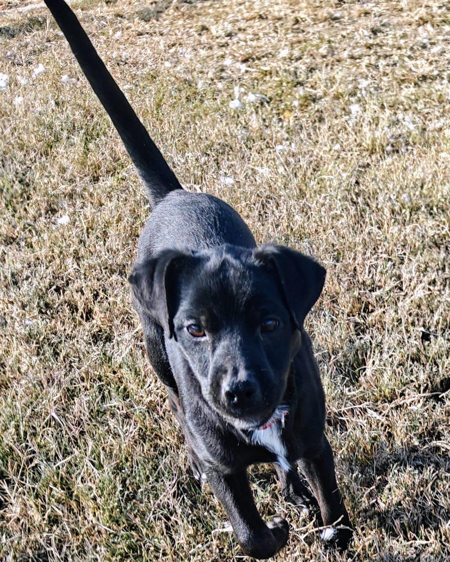 Enlarge Sally, a Adoptable mixed breed in Ellis Grove, IL image 3/4
