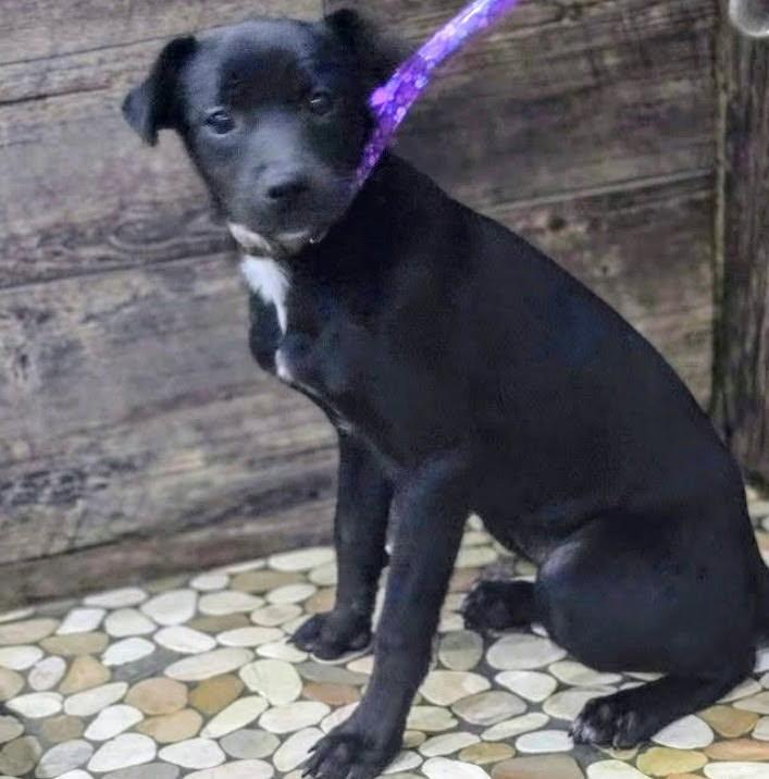 Sally, Adoptable, Puppy Female Labrador Retriever.