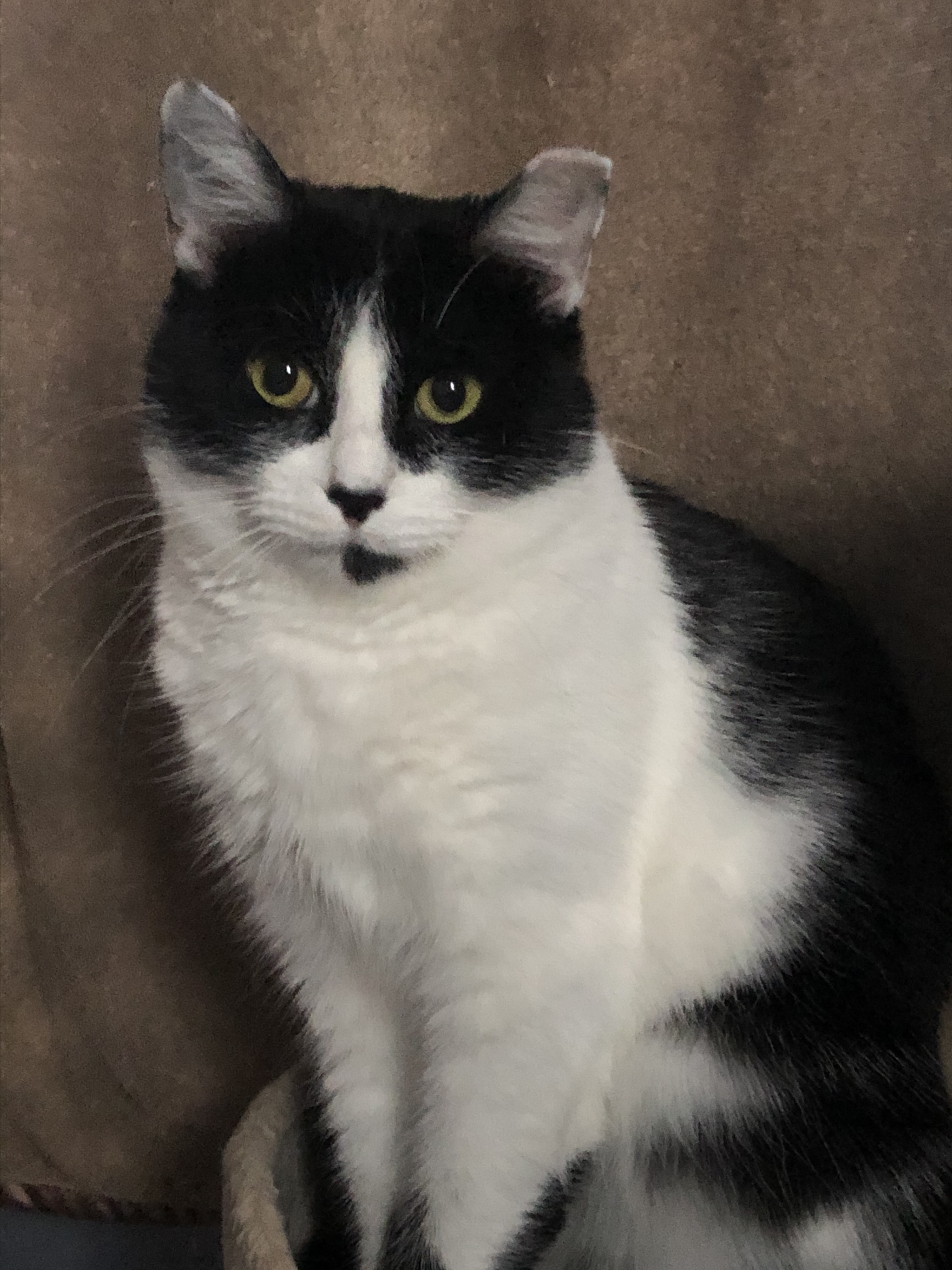 Bridgette, a Adoptable mixed breed in Garden City, MI image 1/4