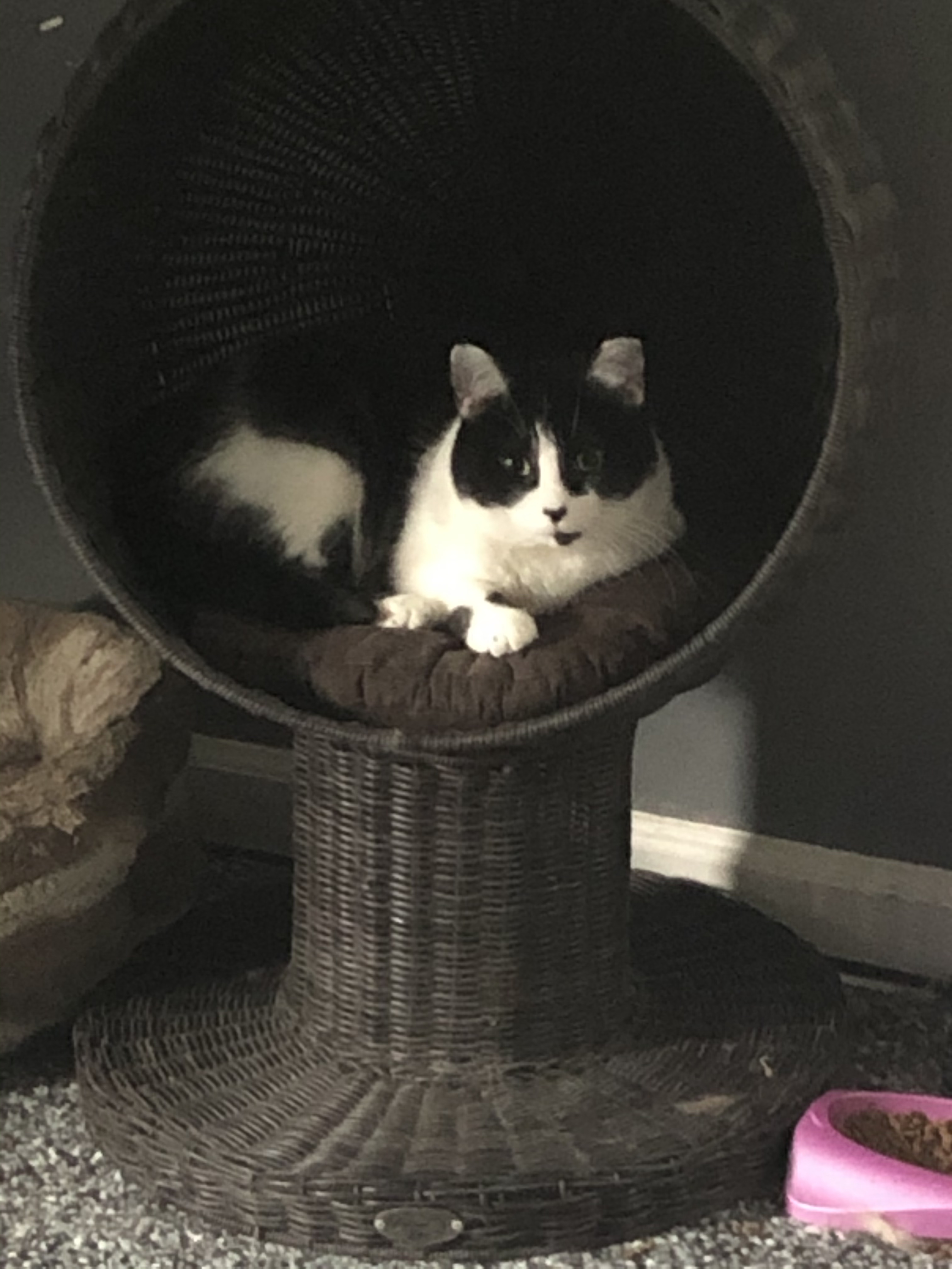 Bridgette, Adoptable, Adult Female Tuxedo & Domestic Medium Hair.