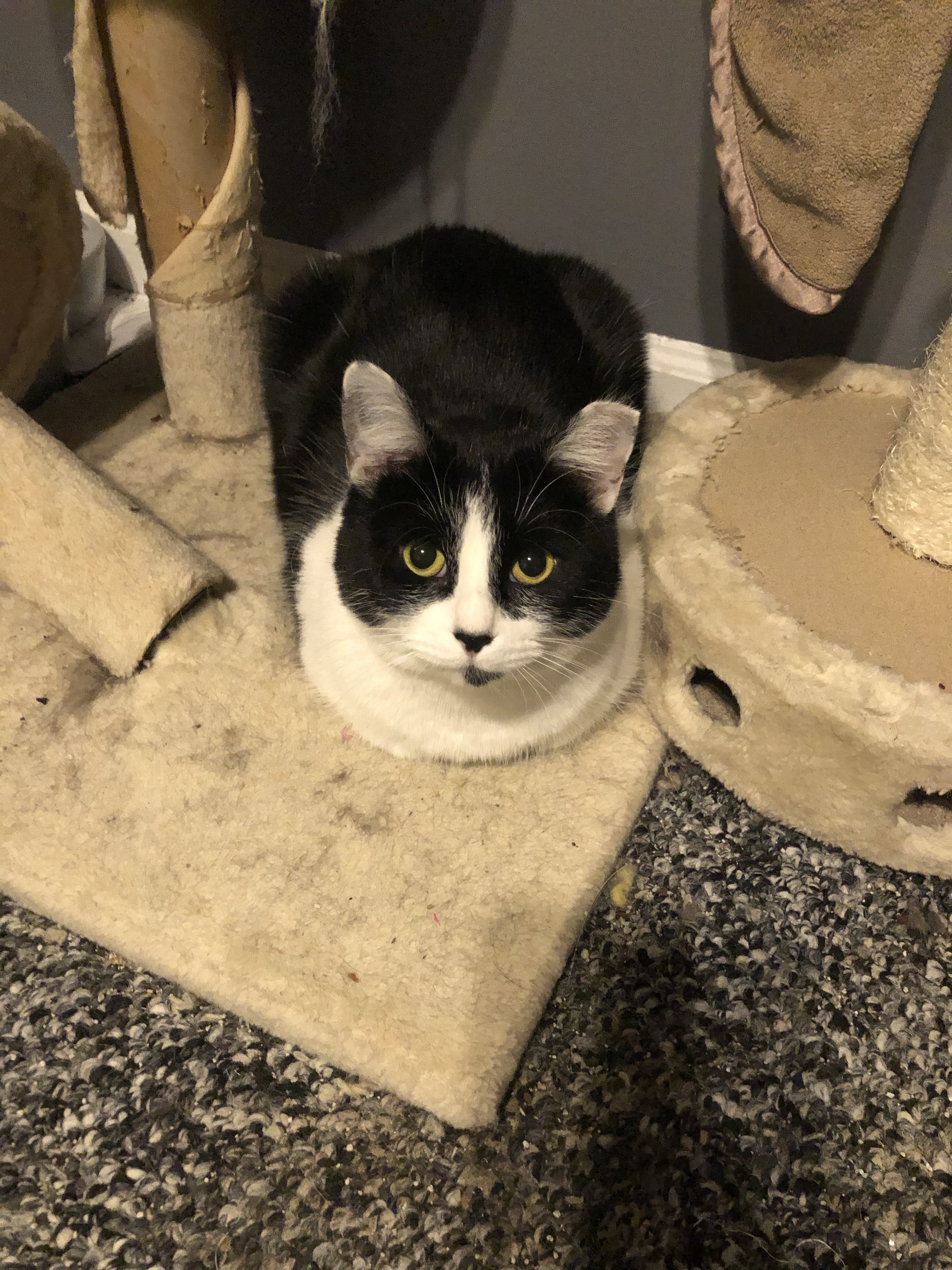 Bridgette, a Adoptable mixed breed in Garden City, MI image 3/4