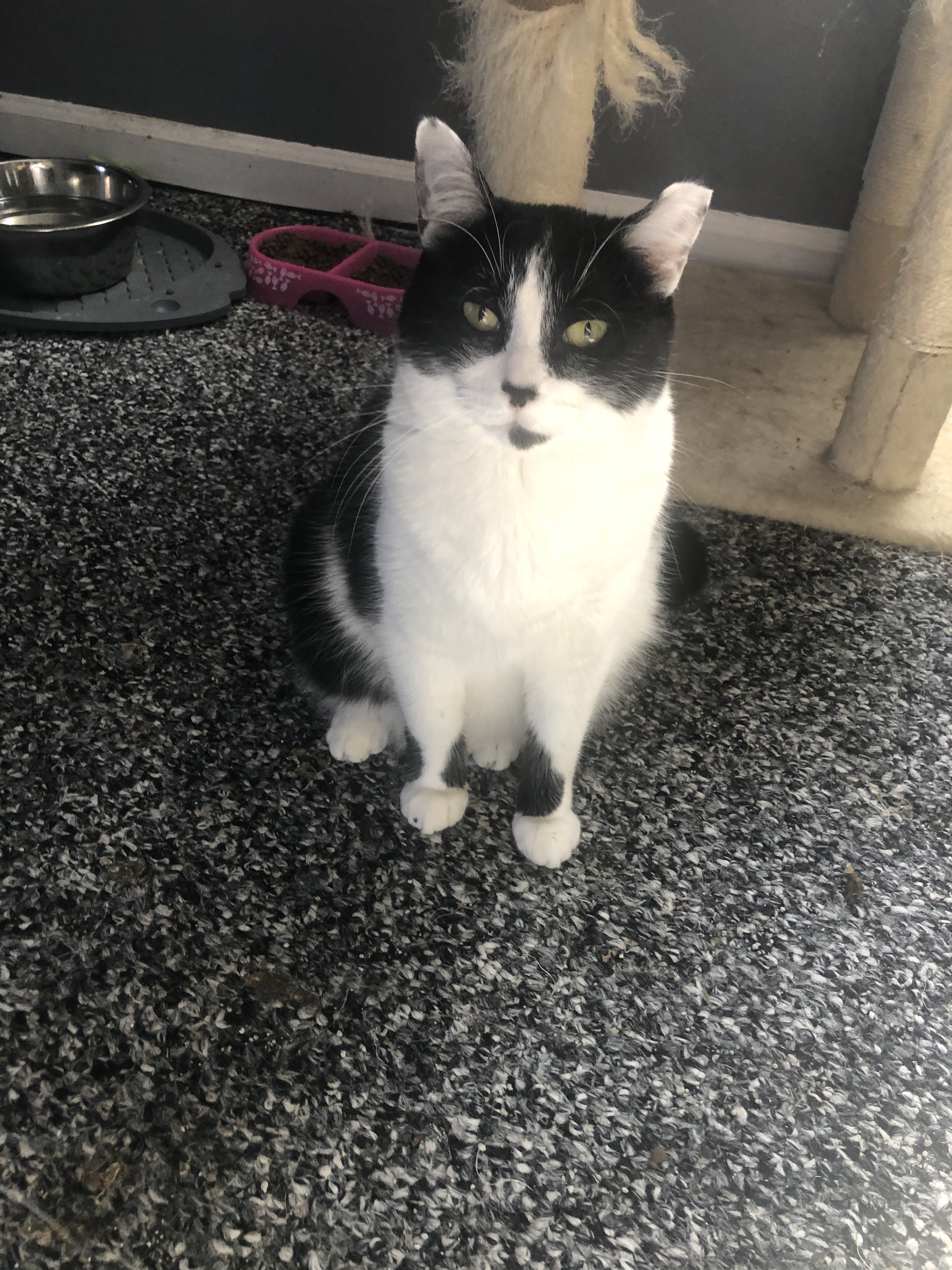 Bridgette, a Adoptable mixed breed in Garden City, MI image 4/4