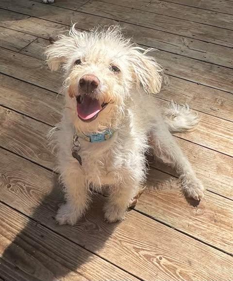 Darby VIDEO