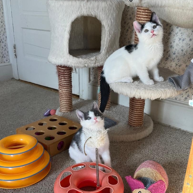 Enlarge Indy (Bonded with Dayton), an adopted Domestic Short Hair in Central Falls, RI image 5/6