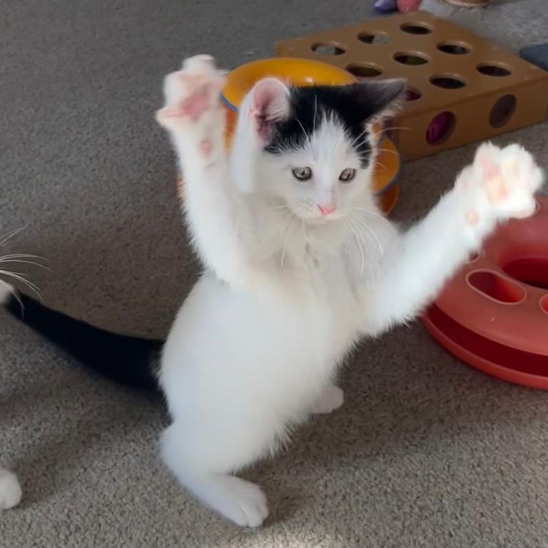 Enlarge Indy (Bonded with Dayton), an adopted Domestic Short Hair in Central Falls, RI image 2/6