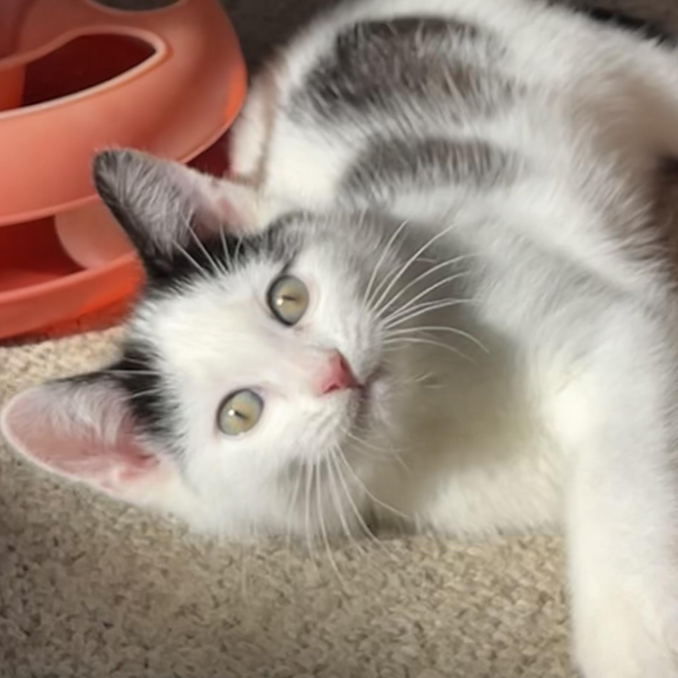 Enlarge Indy (Bonded with Dayton), an adopted Domestic Short Hair in Central Falls, RI image 3/6