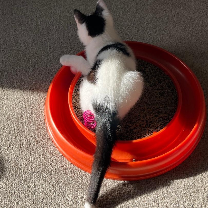 Enlarge Indy (Bonded with Dayton), an adopted Domestic Short Hair in Central Falls, RI image 4/6