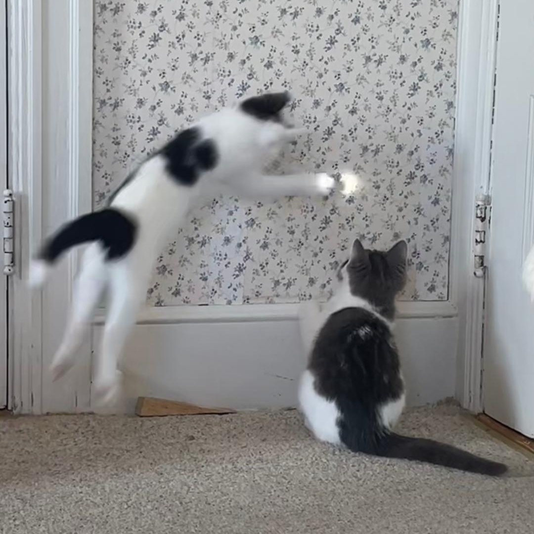 Enlarge Indy (Bonded with Dayton), an adopted Domestic Short Hair in Central Falls, RI image 6/6