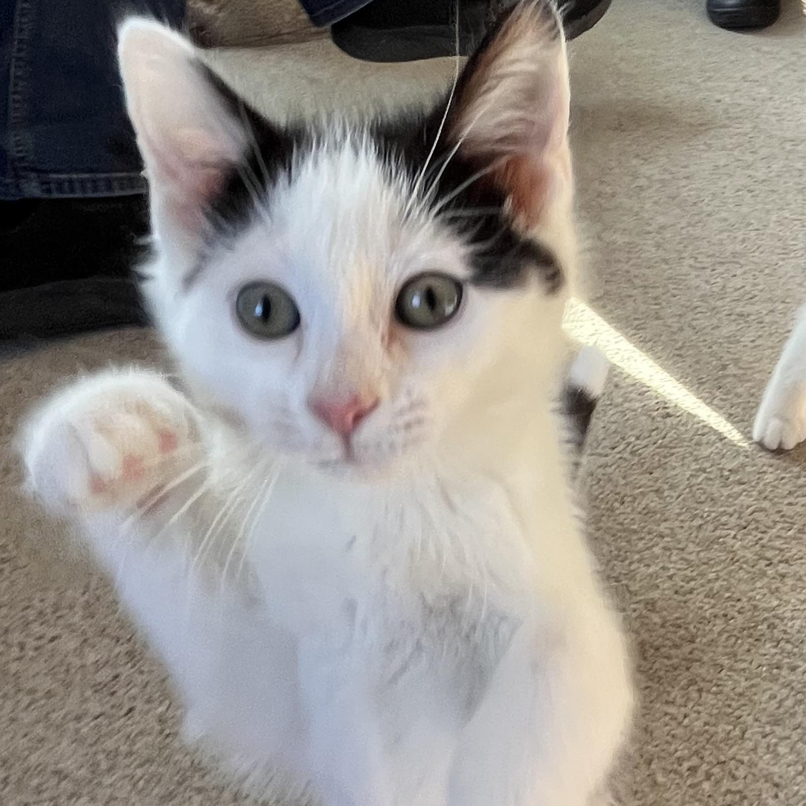 Enlarge Indy (Bonded with Dayton), an adopted Domestic Short Hair in Central Falls, RI image 1/6