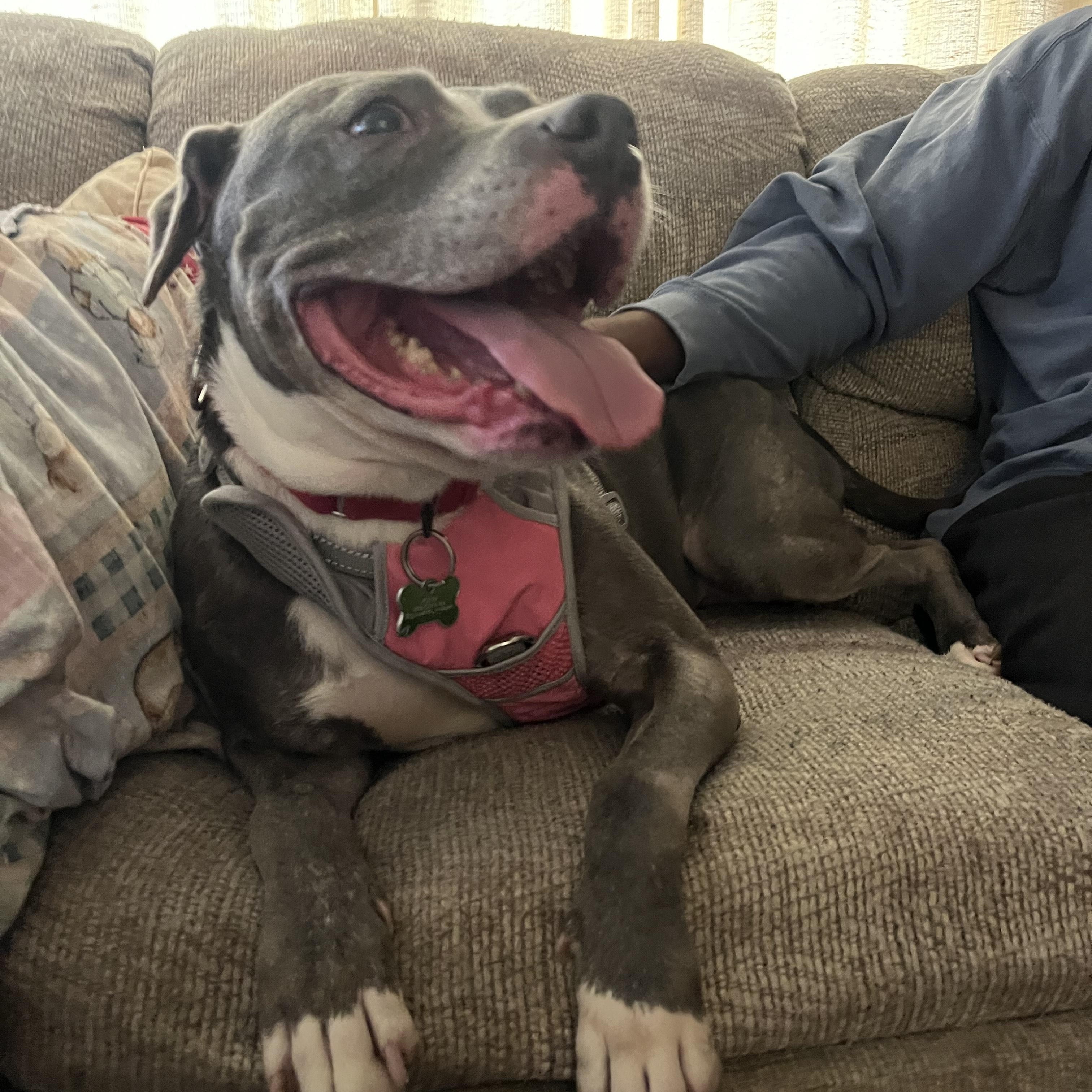 Enlarge Jolene, a Adoptable mixed breed in Mishawaka, IN image 2/6